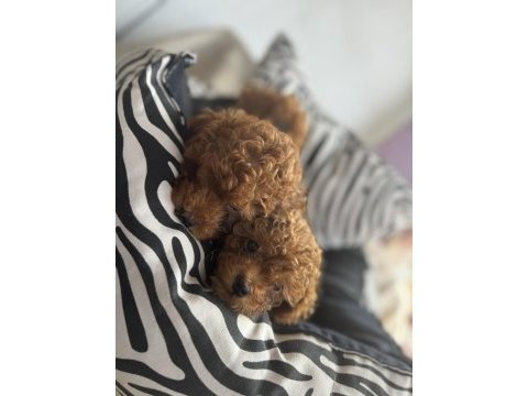 Kg garantili toy poodle yavrularım