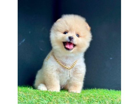 Sevimli pomeranian boo yavrularımız