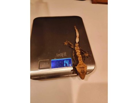 Yavru crested gecko