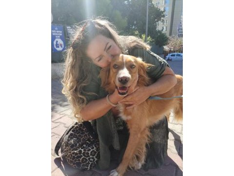 Altın gönüllü köpeğimiz oğlumuz chucky için ömürlük yuva