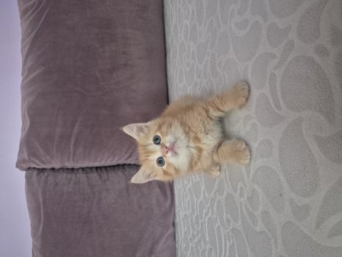 Kediler çok çok uyguna gidiyorlar