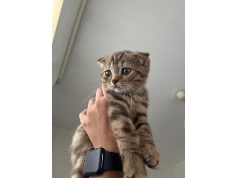 Babasının scottish fold oğlunu sahiplendiriyoruz