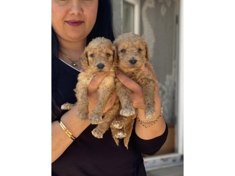 Sağlık ve ırk garantili toy poodle yavrularım