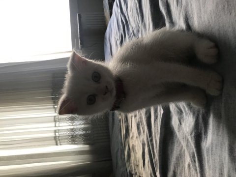 65 günlük scottish fold yavru