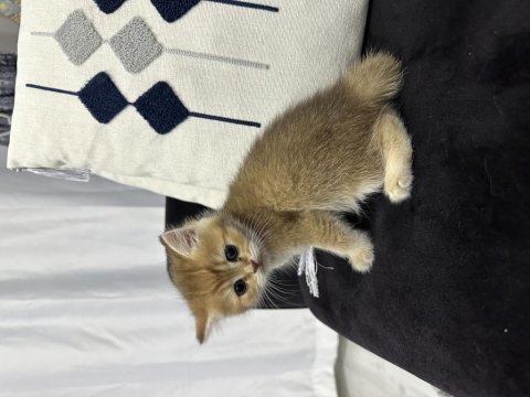 A+ kalite british shorthair yavrular