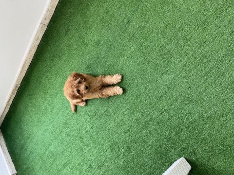 Toy poodle disi