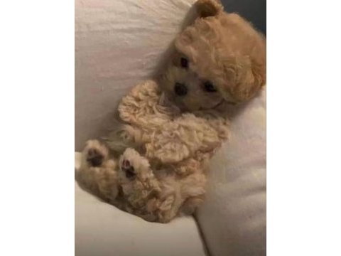 Toy poodle den farksız teacup maltipoo daha uygunu yok