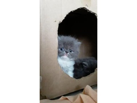 Safkan persian yavruları