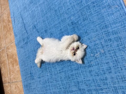 İran kedisi tüy yumaklarım