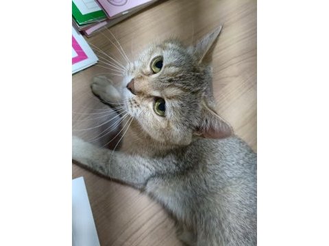 British shorthair kedimizi sahiplendirmek istiyorum
