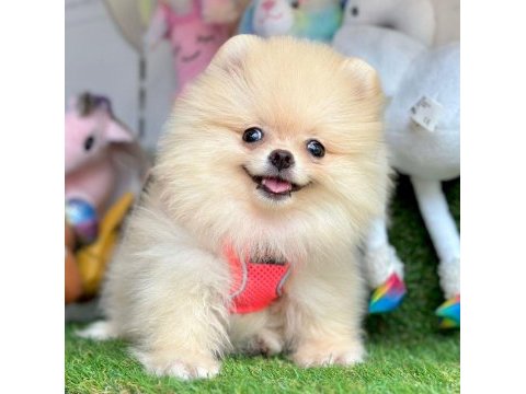 Sevimli pomeranian boo yavrularımız
