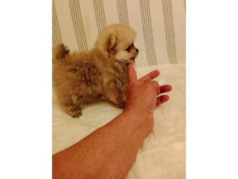 Orjinal pomeranian yavru köpeğimiz