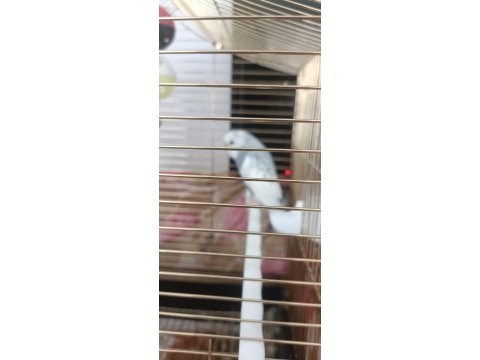 2 muhabbet kuşu bir kümes