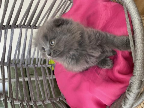 Son kalan scottish fold yavrum uyguna veriyorum