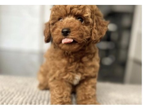 Toy poodle yavrumuz