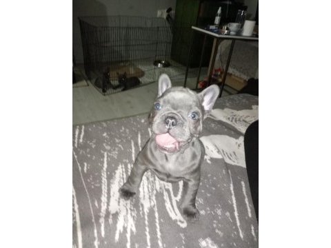 Egzotic blue french bulldog daha iyi anatomi yok