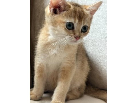 Golden dişi british shorthair