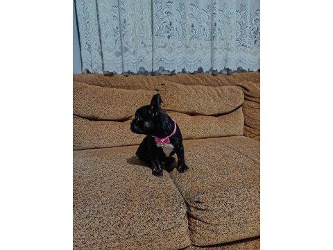 Aa kalite french bulldog dişi