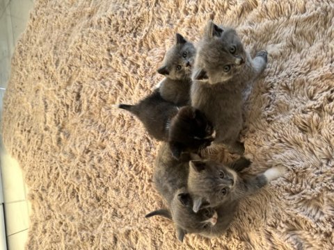 British shorthair memur aileden ev ortamında kaliteli mama