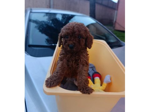 Redbrown toy poddle