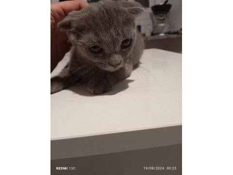 Scottish fold