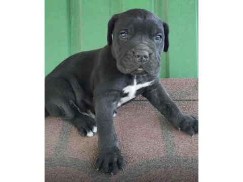 İtalyan mastif cane corso yavrularımız