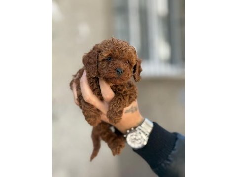 Erkek / dişi toy poodle