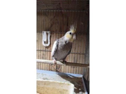 Evcil erkek sultan papağanı
