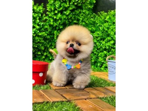 Yavru pomeranian köpekler mersin