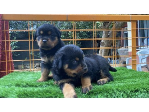 İki adet dişi yavru rottweiler