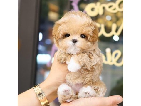Sevımlı sevgılı dolu toy poodle bebıslerımız