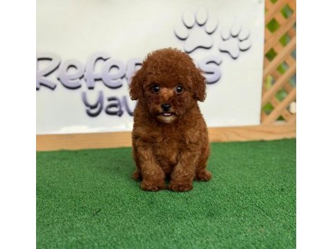 Toy poodle bebekler referans yavru