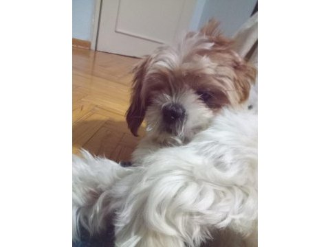 Sevimli bir dost shih tzu