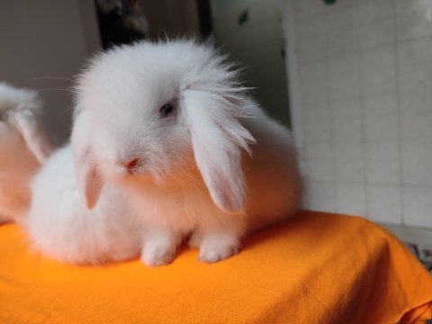 Safkan hollanda lop tavşanı dişi prenses bebiş