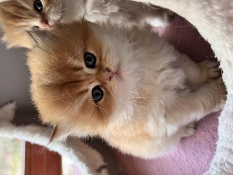 Safkan british longhair golden bebekler