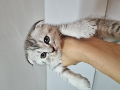 Merhabalar scottish fold