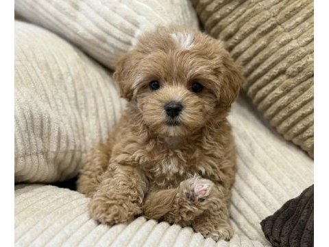 Çift renk özel kore maltipoo yavrular