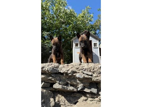 Belçika malinois bebekler