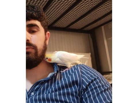 Sultan papağanı 2,5 aylık