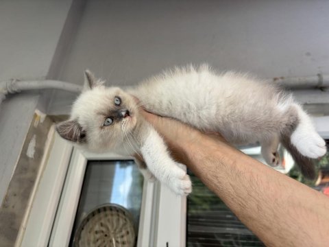 British shorthair blue point
