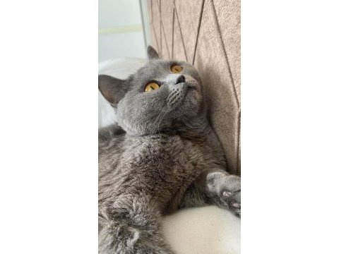 Gönüllü sahiplendirme british shorthair