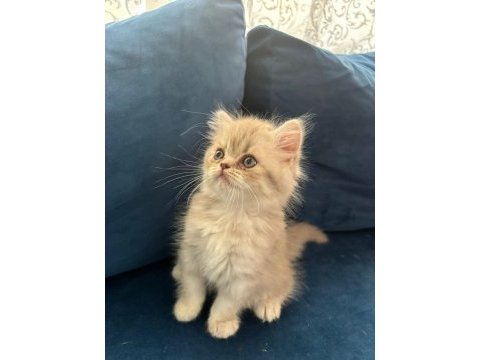 Yavru british longhair erkek
