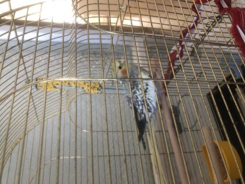 6 aylık sultan papağanı büyük kafes ve malzemeleriyle