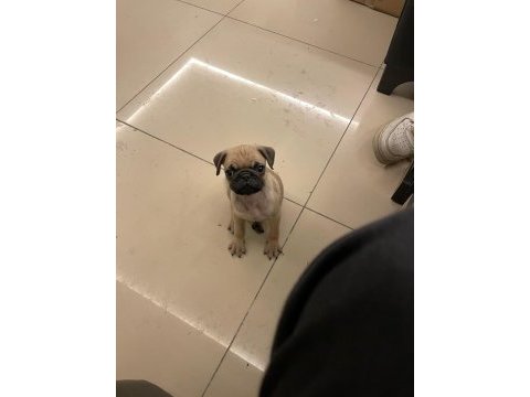 French bulldog ve pug yavrusu