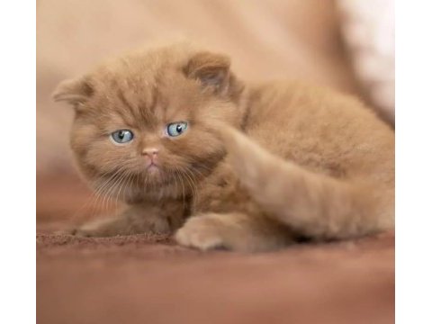 Kakao tüy mucizesi chocolate british shorthair