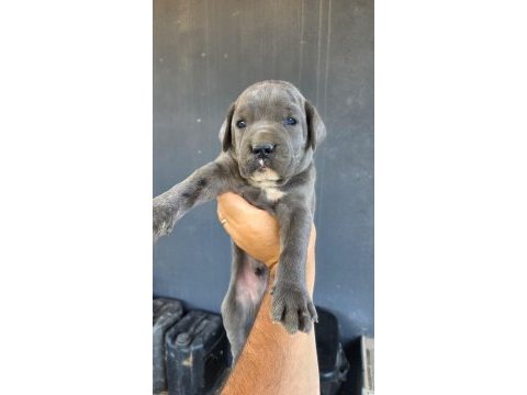 Cane corso blue