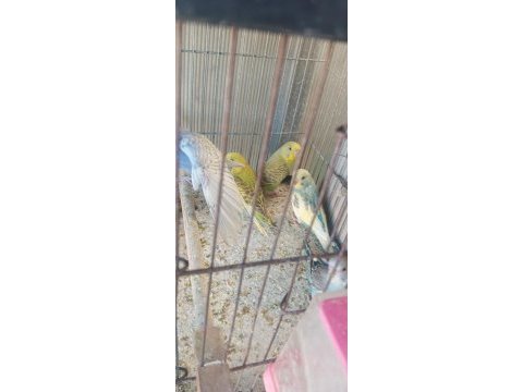 Yeni yeme inmiş yavru bebek muhabbet kuşlar