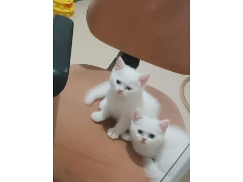 3 yavru british shorthair yeni yuvasını bekliyor
