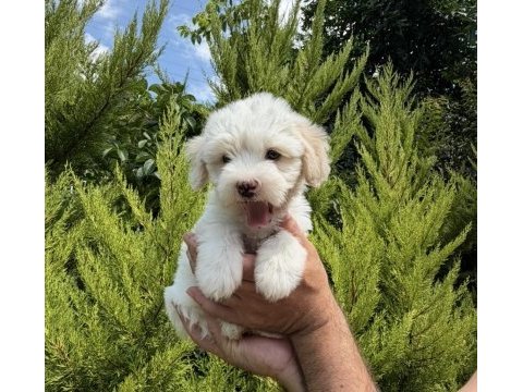 Maltese terrier yavrular