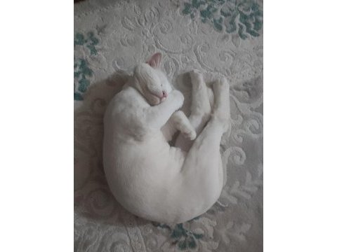 8 aylık erkek british shorthair